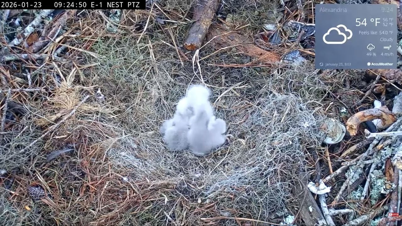Bald Eagle - Kisatchie National Forest E-1 23.01.2026 