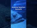 #4 Amazing Aquarium Moments 🐡