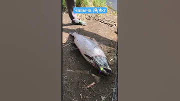 Чавыча на 17,4 кг. Самый большой трофей чавычёвой рыбалки сезона 2022. На нахлыст!