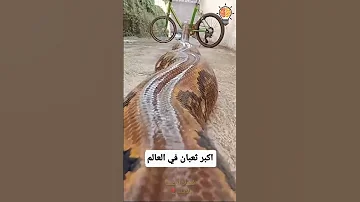 The Biggest Snake In The World 