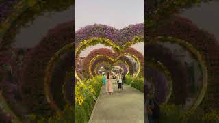 Dubai miracle garden 🌸| world’s largest flowers garden #shorts