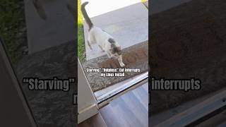 Vagabond Cat comes and visits while I Install MX Linux #cat #tech #animals #shorts #cats #fyp #fy