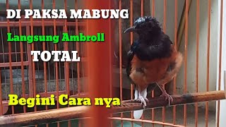 Download Lagu Cara merontokan bulu murai batu dengan cepat yg susah mabung MP3