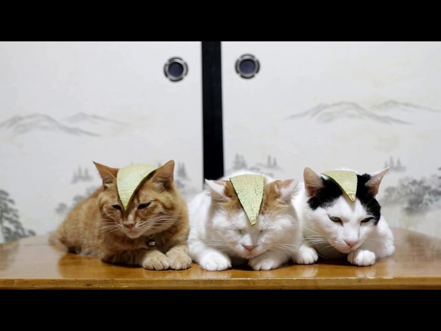 のせ猫 x マスクメロン帽子　Cat and melon 170901