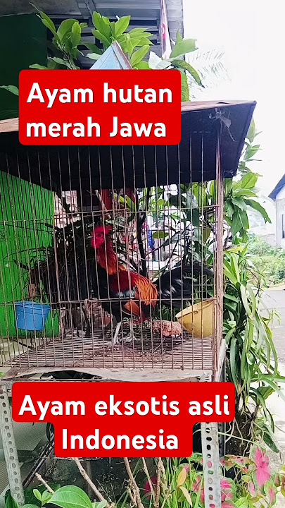 Ayam hutan merah Jawa gacor #ahmj #ayamhutanmerahjawa #ayamhias