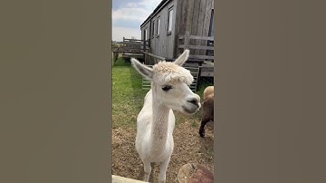 Alpacas😍cute #farmanimals