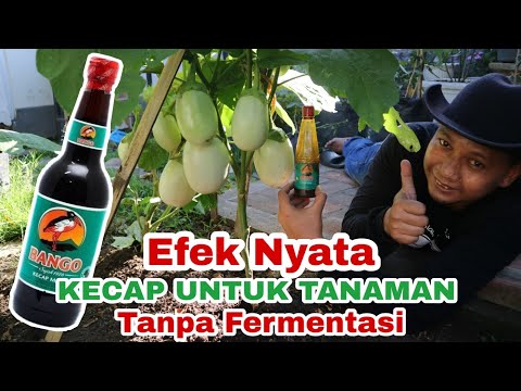 Video: Apakah kecap pernah digunakan sebagai obat?