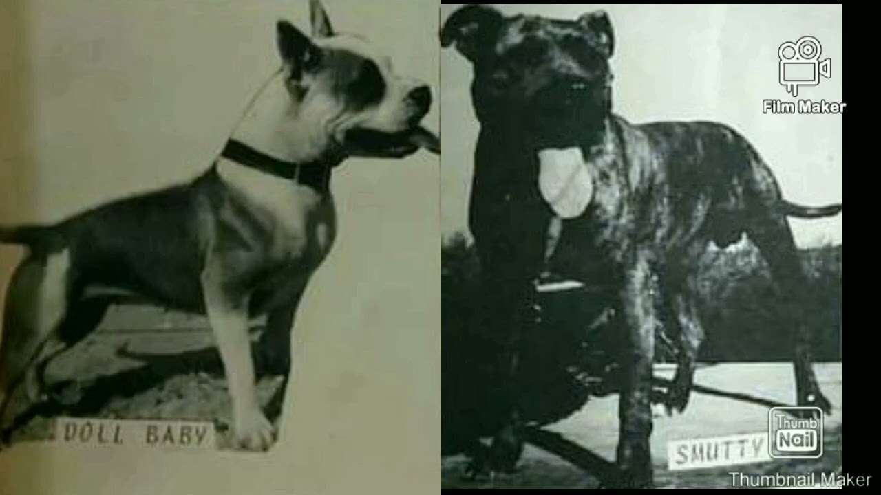 Wood's Snooty "The History Part 1 "Starting From Scratch 