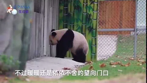 19.10.11panda Nuannuan 马来西亚海归大熊猫暖暖从都江堰去了南京紫清湖野生动物世界，她在那里生活得怎么样呢？又有怎样的趣事？蕊西小姐专门去看了她，大家来看看吧 - 天天要闻