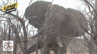 The Giant Botswana Elephant of his Dreams