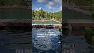 Dolphins in Xel Ha Waterpark, Riviera Maya, México 🇲🇽.
