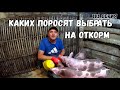 Эксперимент по откорму свиней длинной в 6 месяцев стартовал/Каких поросят нужно оставлять на откорм