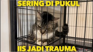 KASIHAN SERING DI PUKUL KUCING INI JADI TRAUMA GAK MAU KELUAR