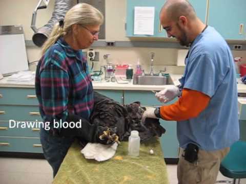 BAEA Rescue 20091208