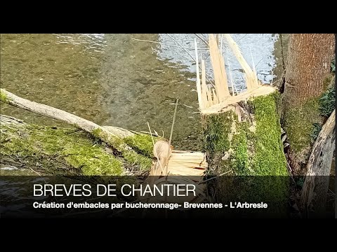 Création d'embacles par bucheronnage semi fixes sur la Brévenne à Lozanne (69)