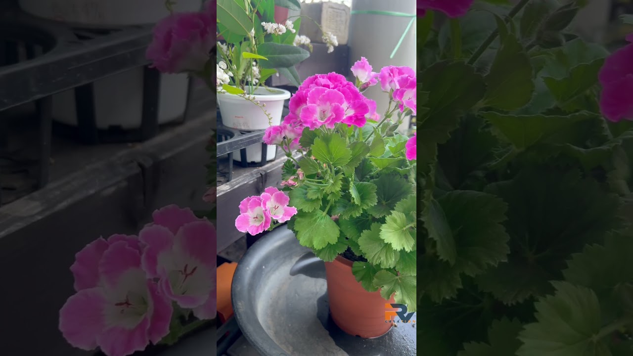 The Beauty of Pelargonium in Full Bloom |