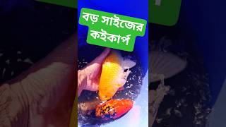 জাপানিজ কইকার্প এর দাম #koifish #aquariumfishmarket #aquaman #aquariumfish