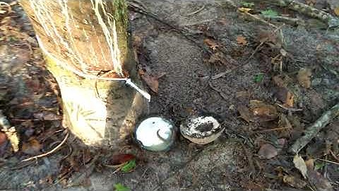 Rắn độc núp trong tô cao su khi chúng tôi đang cạo mủ, bà con cạo mủ hãy quan sát kỹ nhé