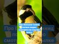 Про Больших Синиц - About Great Tits. #birds #birdsong #птицы #синицы  #nature #titmouse #wildlife