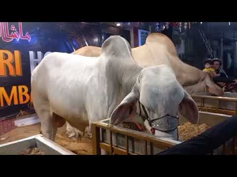 Qurbani 2026 Collection