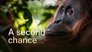 196 orangutans were moved here. Why