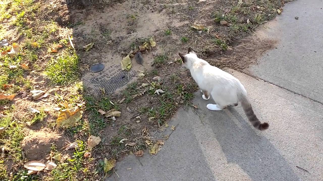 Cat playing with a gopher. YouTube