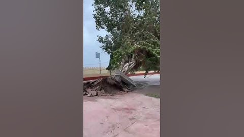 Biparjoy Cyclone: Big tree uprooted by the wind. #biparjoycyclone #wind #tree #uprooted