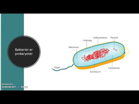 Video: Forskellen Mellem Saprofytiske Og Symbiotiske Planter