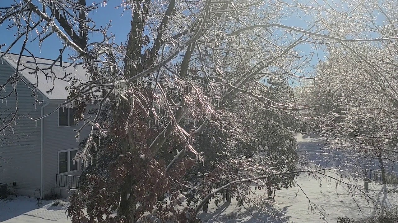 Timelapse of ice melting off trees