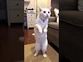 😹 Cats Doing Cats Things 😹 #shorts #funnycat #fyp