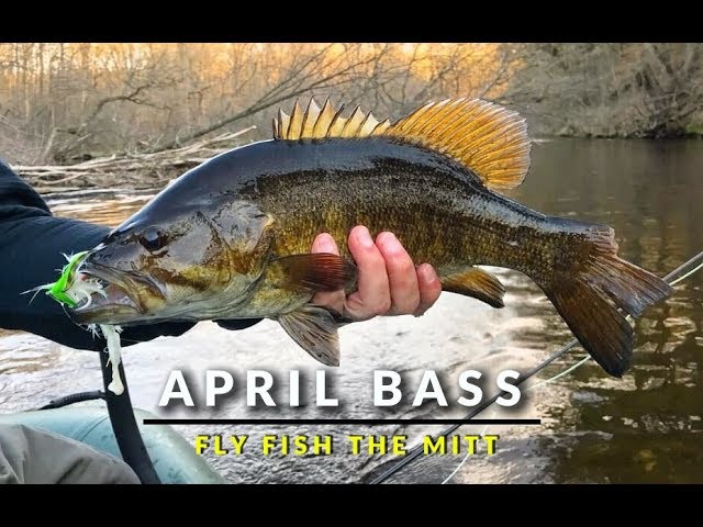 Drone Footage of Bass Crushing Feather Game Changer, Fly Fish the Mitt