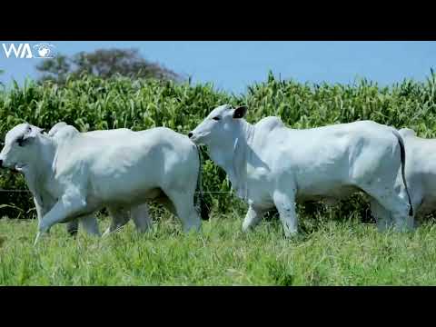 LOTE 41 - QUÁDRUPLO - LEILÃO NOVA GERAÇÃO GENÉTICA ADITIVA