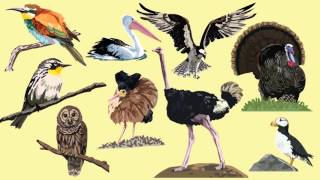 Function of Birds