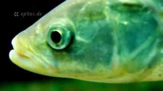 Bleak Silver Fish In Stuttgart Zoo