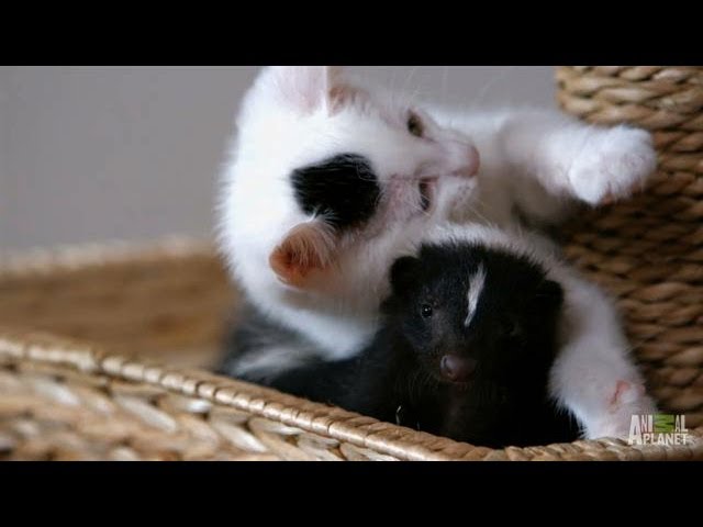 Who Knew Kittens and Skunks Made Such Good Friends? | Too Cute! - YouTube