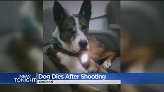 Dog Dies After Shooting