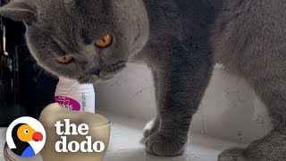 Cat Needs His Own Catuccino To Begin His Day | The Dodo Cat Crazy