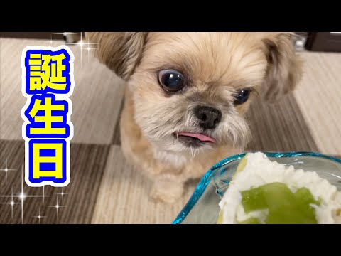 【祝9歳】手作りケーキとプレゼントでお祝い チワワ×シーズー