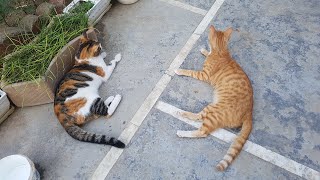 Cute Kittens & Their Mother & Aunts Play With Each Other