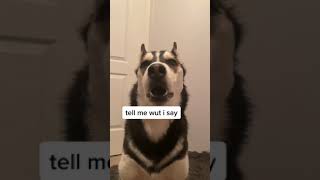 My HUSKY Said The F WORD!