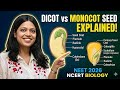 Monocot vs Dicot Seed 🌱 | Complete Explanation for NEET &amp; Class 12