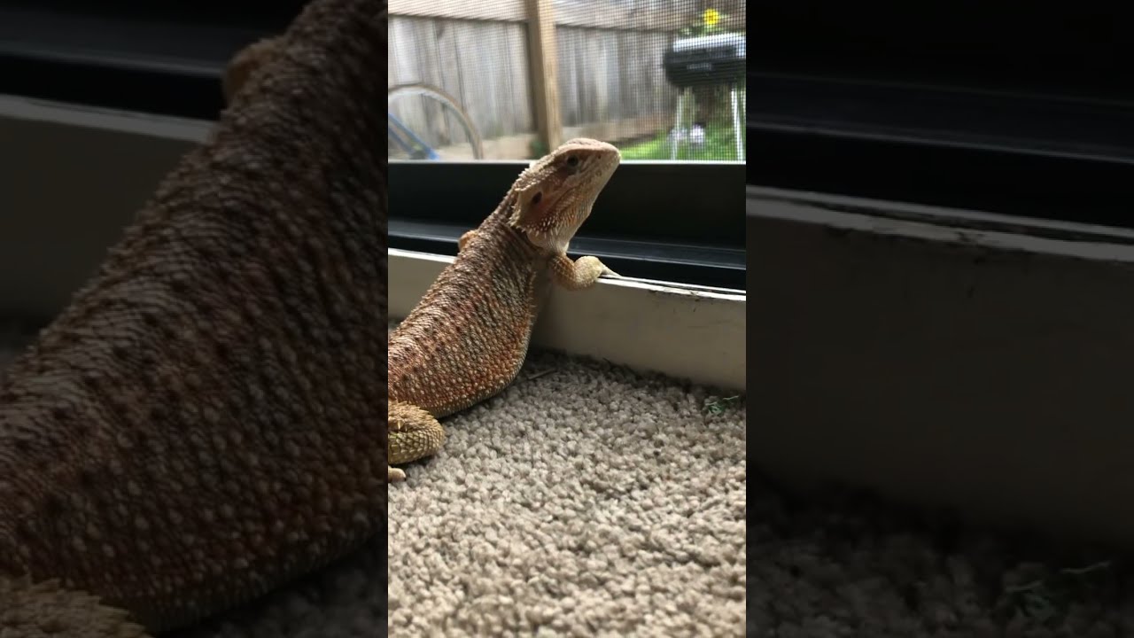 My Lizard Is Curious About The Outside World