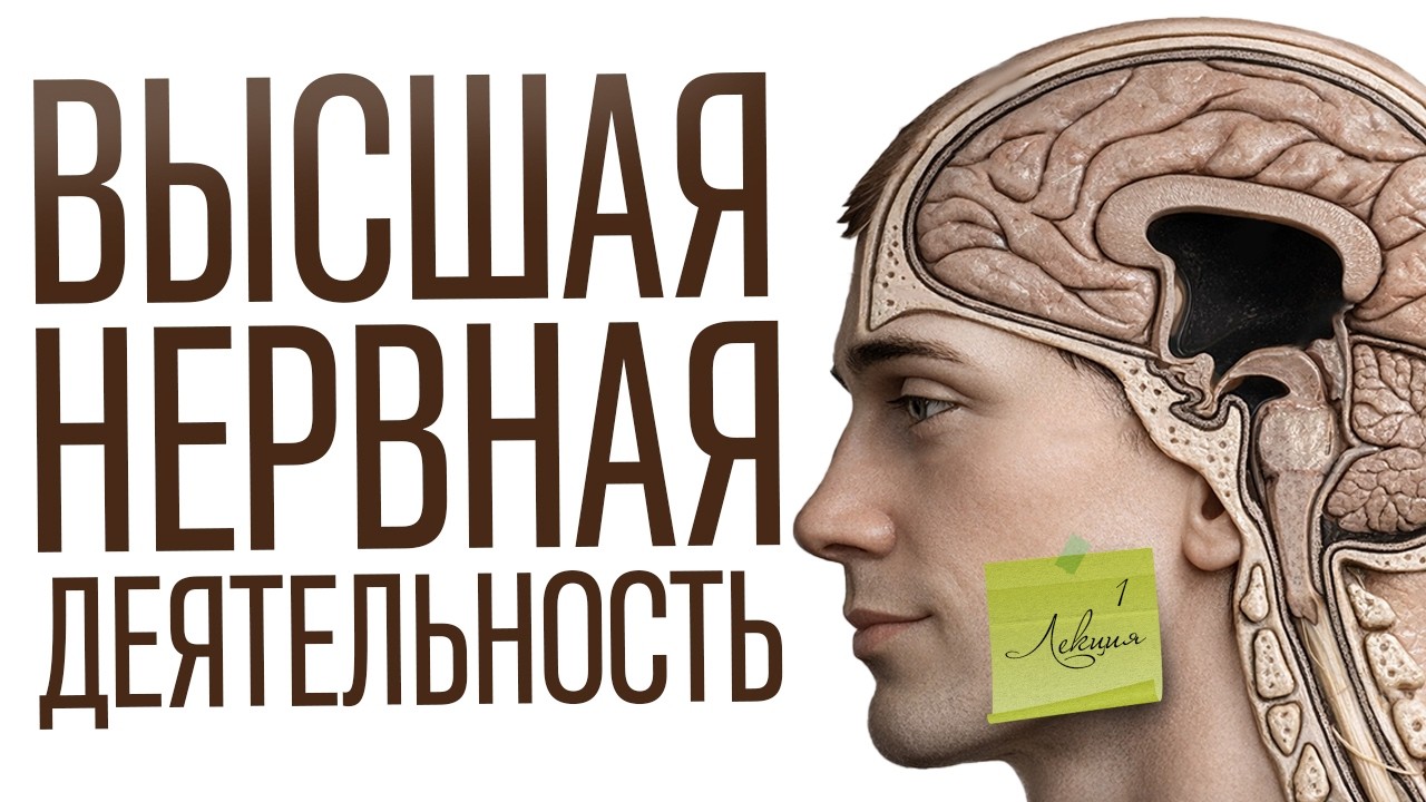 Основы Высшей Нервной Деятельности | Лекция 1 часть