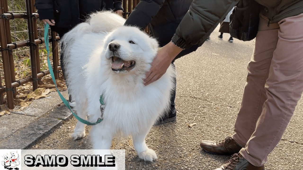 じぃちゃんサモエド やっぱり可愛いなぁ 子犬は 出会ったよ ボーダーコリー仔犬に Samoyed Meets A Border Collie Puppy Youtube