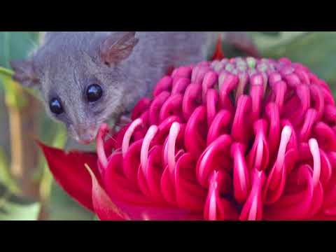 Video: Planter bestøvet af flagermus - mager til plantetyper Flagermus bestøver