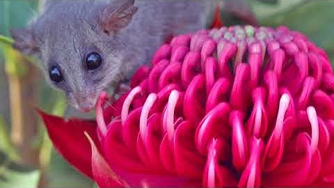 All About Pollination