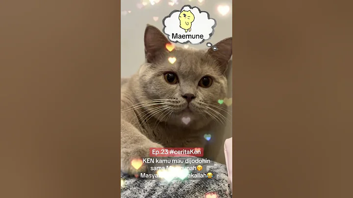 Video 9141331: cat britishshorthair kucing, britishshorthair cats pets, britishshorthair cat animals