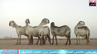 غنم سودانية مع اهنا المعقلاب