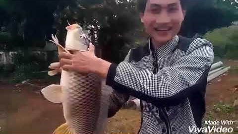 Câu cá chép khủng ở đập Đắk Lắk Eahleo