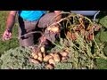 картофель озимый под сено и мох 2 часть
